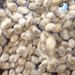 Cotton Seeds