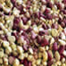 Palm Oil Seeds