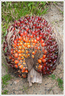 palm oil refinery plant